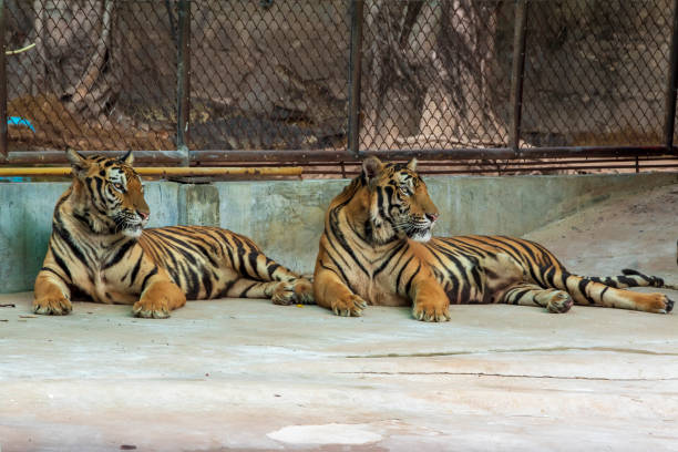 istock The two tiger that does not live naturally,lying on the cement floor,Showing various gestures. 1216723387