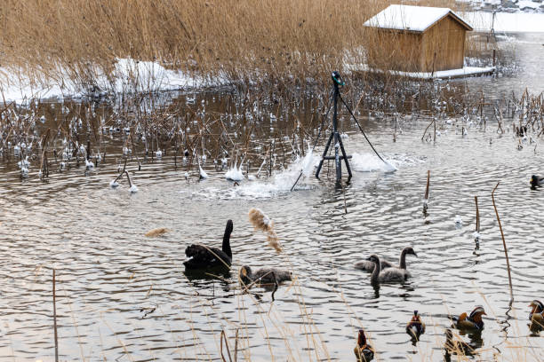 istock Mandarin ducks swimming in the pond 1216723405