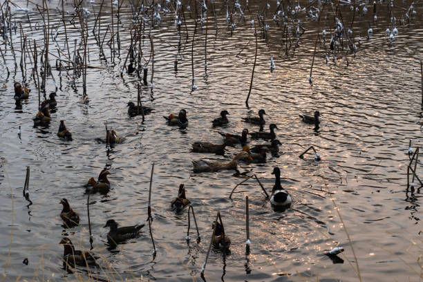 istock Mandarin ducks swimming in the pond 1216724078