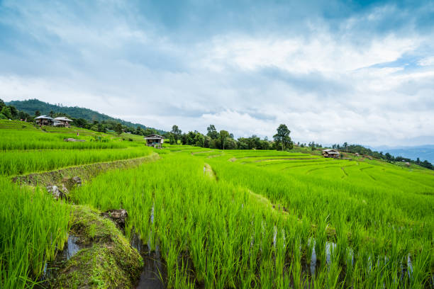 istock Paddy Rice Field Plantation Landscape with Mountain View Background 1216724208