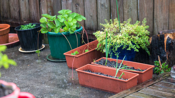 istock Plants on a rainy day on the garden 1216724451