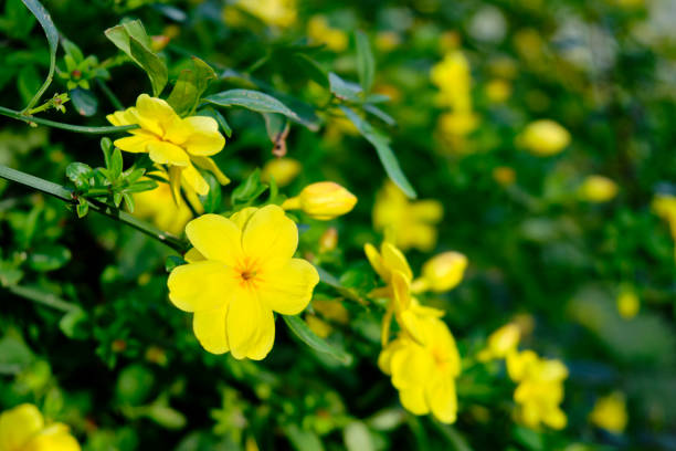 Yellow flowers of Linum flavum, the golden flax or yellow flax Yellow flowers of Linum flavum, the golden flax or yellow flax. linum flavum stock pictures, royalty-free photos & images