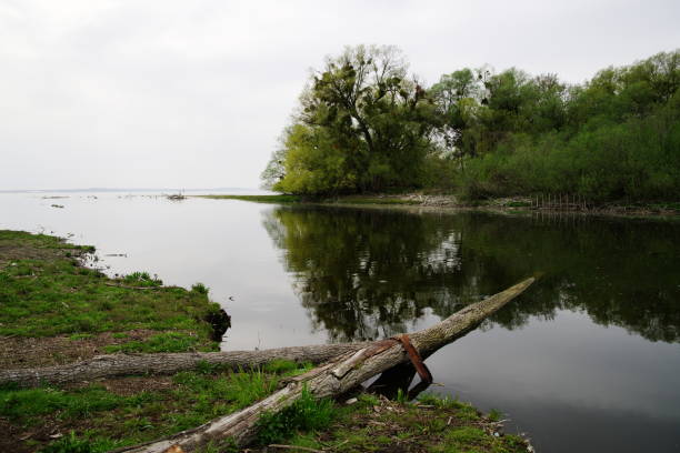istock Flooded tree trunk on the lake shore with deciduous tree in the background 1216726401
