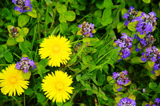 UV-Filter, Taraxacum sect. Ruderalia,
