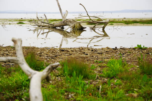 istock Lakeshore after storm with washed-up bare tree 1216726462
