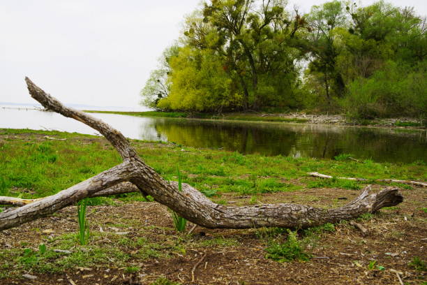 UV filter, deadwood, lake shore after the storm, deadwood, flotsam, flotsam,