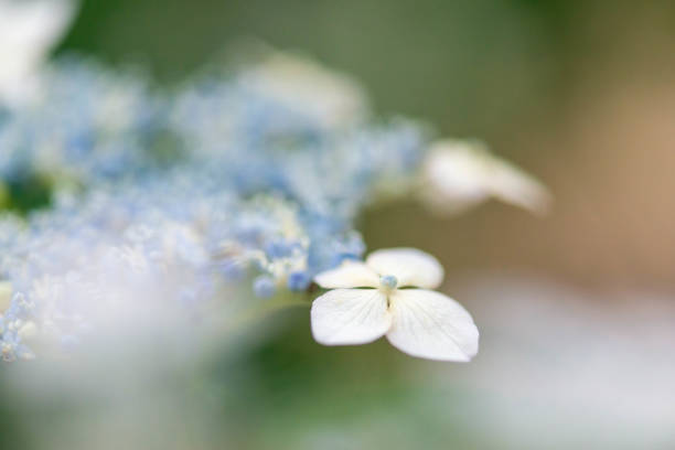 istock Beautifully blooming white hydrangea flowers 1216726485