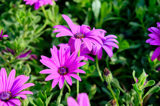 istock Flowers of Osteospermum ecklonis or Dimorphotheca ecklonis or Cape marguerite 1216726493