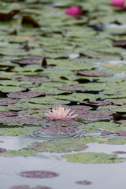 istock Light pink water lily reflected on the water surface 1216726543