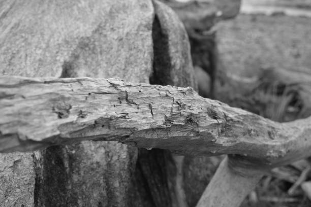 Monochrome, UV filter, deadwood, flotsam, flotsam,