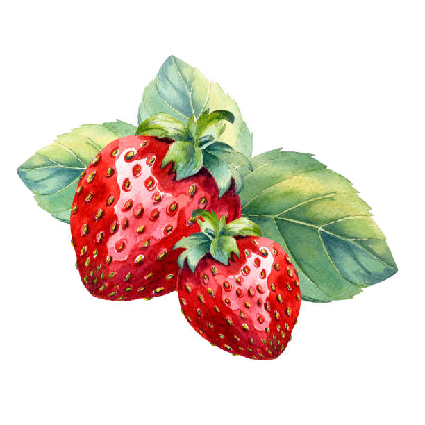 акварельная клубника на белом фоне - strawberry stock illustrations