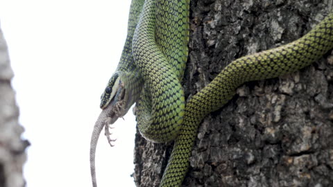 Python Eat Lizard Snake Eating Lizard