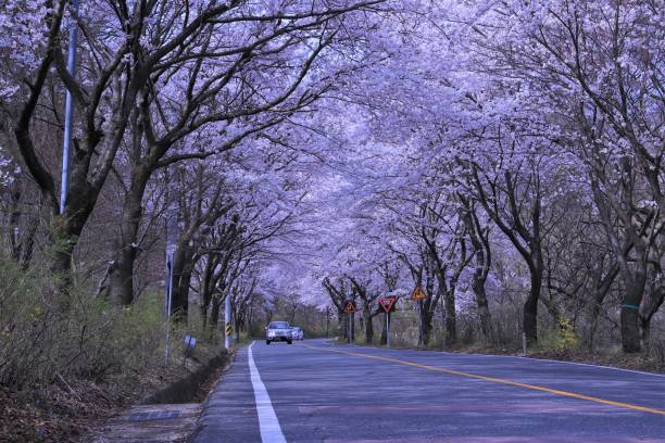 istock VH560-000-Cherry Blossom Hill Road 1216727437