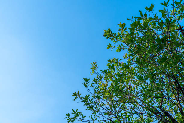 istock the leaf green Tree tops view with beautiful branches on blue sky background 1216728712