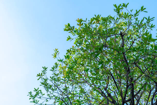 istock the leaf green Tree tops view with beautiful branches on blue sky background 1216728823