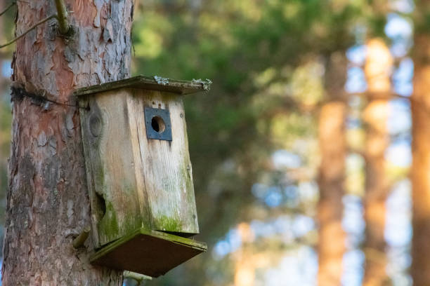 istock Old and empty birdhouse waiting for birds 1216729513