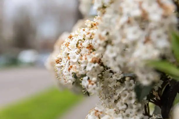 Dense cluster of white spring blossom on a bush alongside an urban street in a selective focus view symbolic of the season