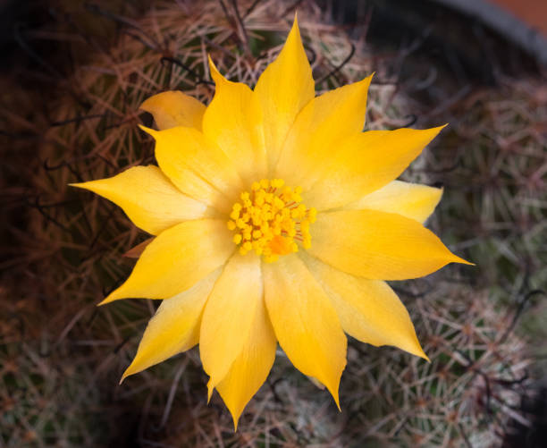 istock Cactus flowers yellow and very pretty. 1216729783