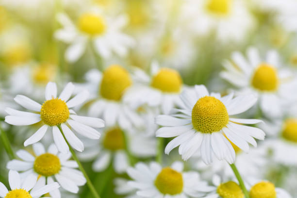istock Wild Chamomile flowers growing on meadow. 1216729913