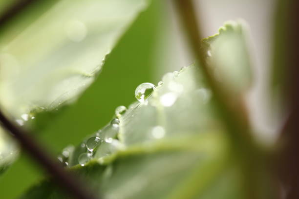 istock water drops on leaves out in nature 1216732553