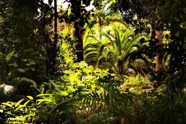 istock Green tropical forrest with light coming through trees 1216733207