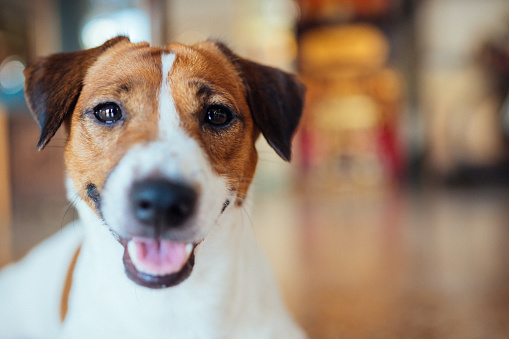 Happy joyful and playful jack russell dog relaxing outside on summer