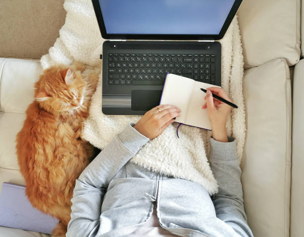 работающая из дома женщина - working at home domestic cat computer women стоковые фото и изображения