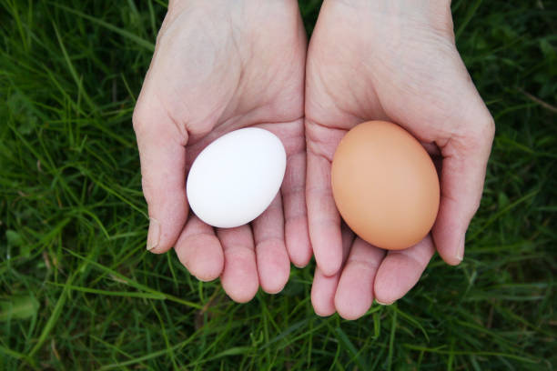 istock Old female hands holding Leghorn chicken white egg and laying chicken egg 1216735670