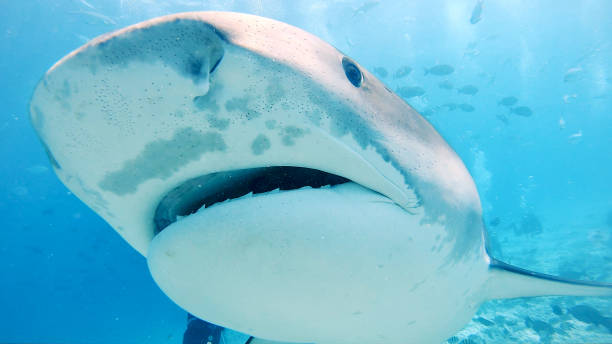 istock Tiger shark closeup 1216735684
