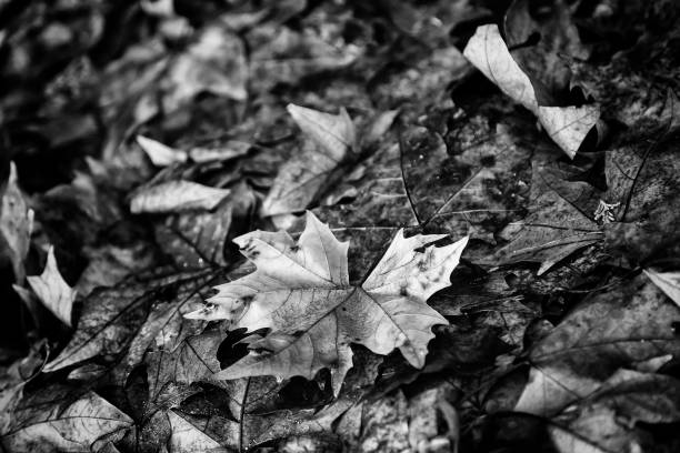 Autumn Leaves piled in urban street, nature and outdoor