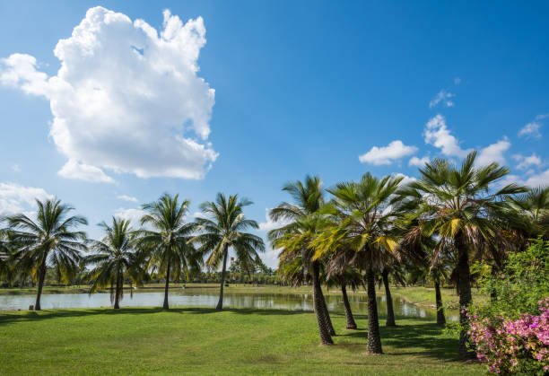 Green grass field with palm tree in Public Park on blue sky background, the rest of the city life