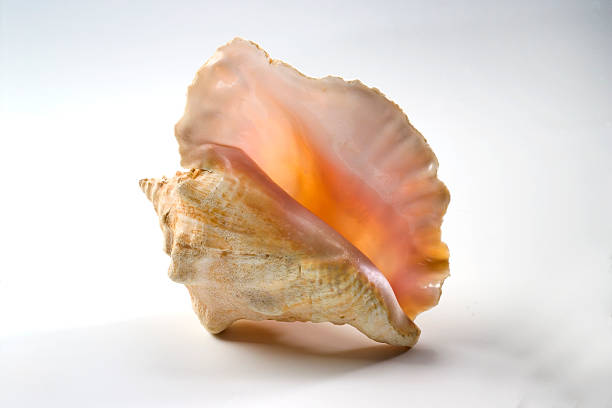 wunderschöne conch shell - tritonshorn stock-fotos und bilder