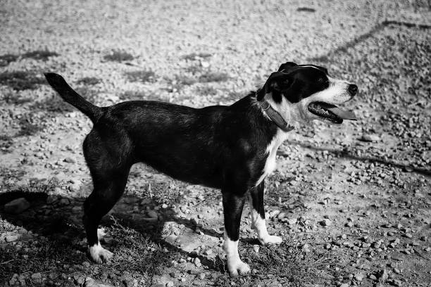 Portrait of a Jack Russell terrier looking at me