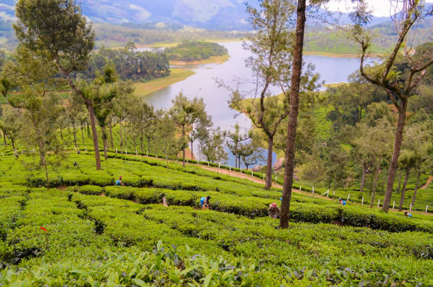 niesamowite plantacje herbaty z widokiem na jezioro w munnar w kerala. - munnar zdjęcia i obrazy z banku zdjęć