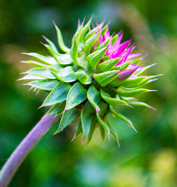 milk thistle flower on a green background