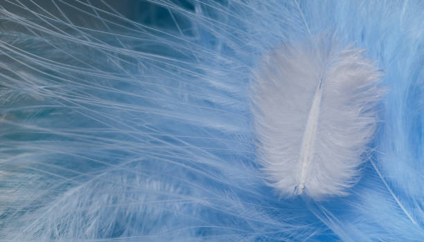istock Close up Beautiful white trends bird  feather on a blue feather pattern texture background. Macro photography view. 1216742737