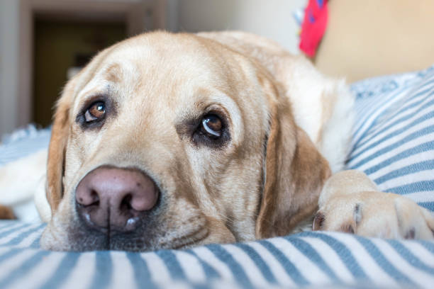 istock Look at a bored dog in quarantine 1216745508