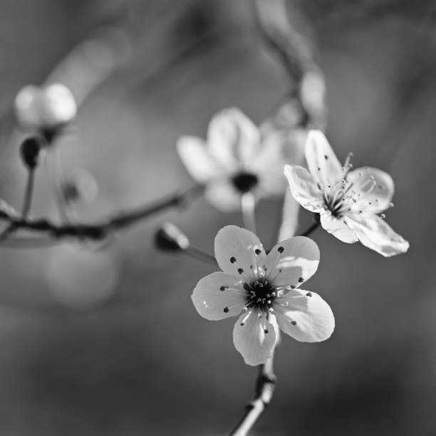 istock Spring tree - colorful nature. Beautiful flowering Japanese cherry - Sakura. Background with flowers on a spring day. 1216745583