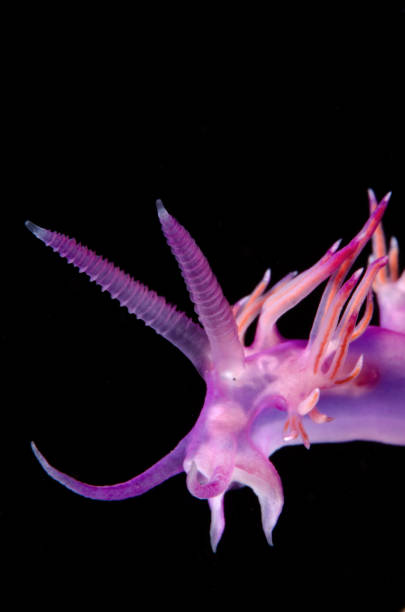 istock sea snail nudibranch 1216747010