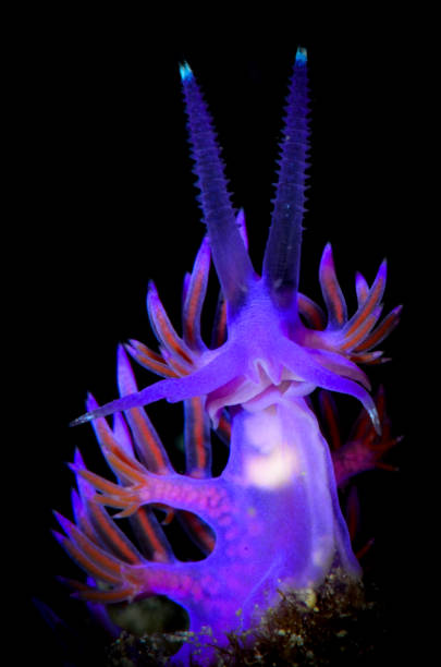 caracol nudibranco mar - sea snail - fotografias e filmes do acervo