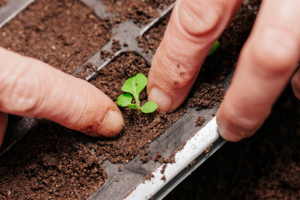 woman transplanting petunia seedlings - 7963 imagens e fotografias de stock