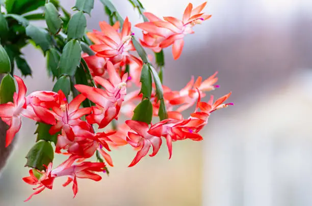 Blooming houseplant Christmas cactus Schlumbergera. Closeup.