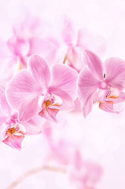 Beautiful floral background. Pink orchids Phalaenopsis close-up. Vertical format. Beautiful floral background. Pink orchids Phalaenopsis close up. Vertical format. potted orchid stock pictures, royalty-free photos & images