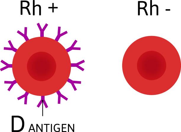 Ph factor. Blood cells with antigen D and without it. Rh positive and Rh negative blood. Ph factor. Blood cells with antigen D and without it. Rh positive and Rh negative blood. Simple vector illustration about rhesus factor. antigen stock illustrations