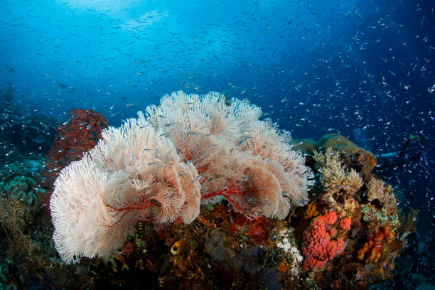 istock Schooling Fish over Coral Reef 1216749510
