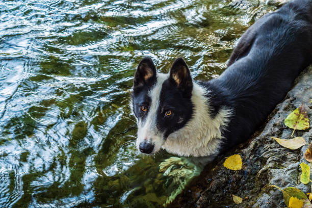 Dog bathing in the river. Russia, Altai Republic, Ulagansky District, Chulyshman River