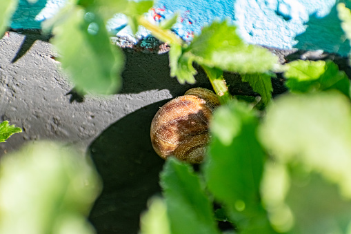 A small land snail slowly crawls and moves on the gray concrete above a Bush of simple green grass