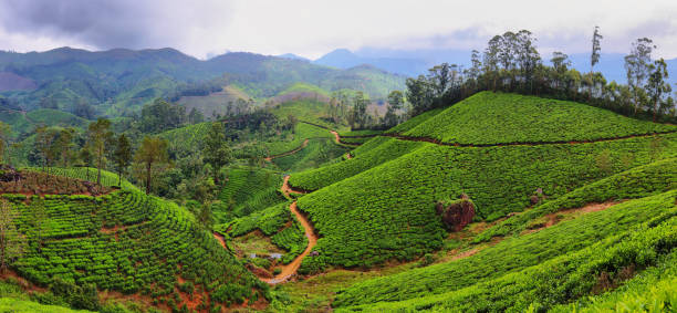 istock Panoramic view of tea plantations. Munnar, Kerala, India 1216754321