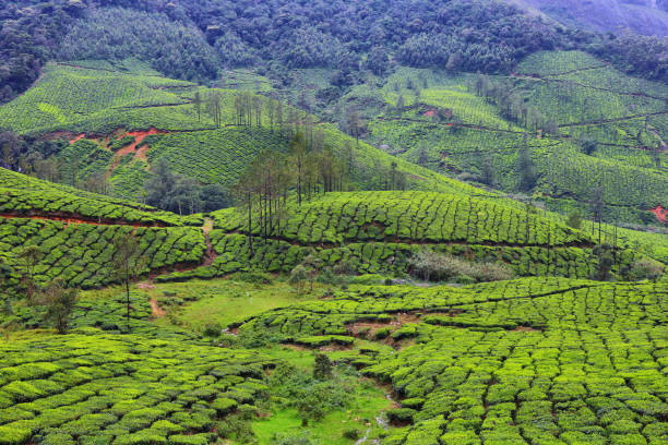 istock Panoramic view of tea plantations. Munnar, Kerala, India 1216754324