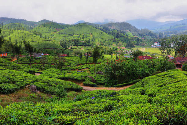 istock Panoramic view of tea plantations. Munnar, Kerala, India 1216755175
